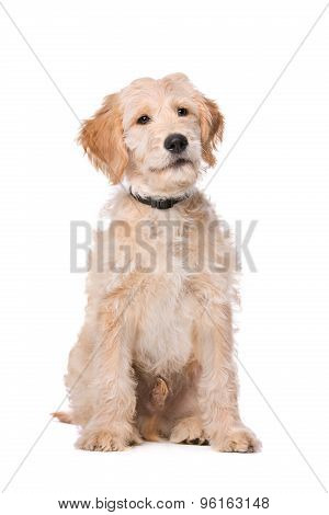 Beige Labradoodle Dog
