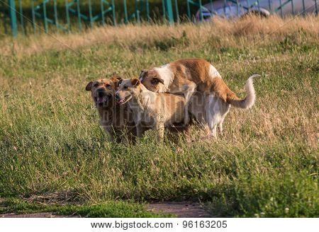 Stray Dogs Mating In The Town Lawn