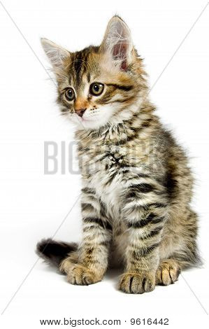 Сибирский котенок