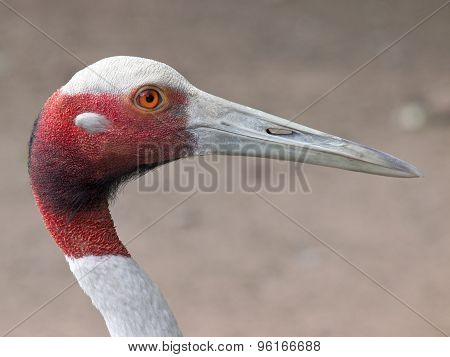 Sarus Crane Bird