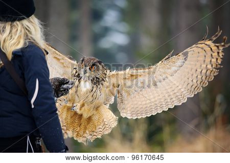 Flying Eurasian Eagle Owl In Colorfull Winter Forest