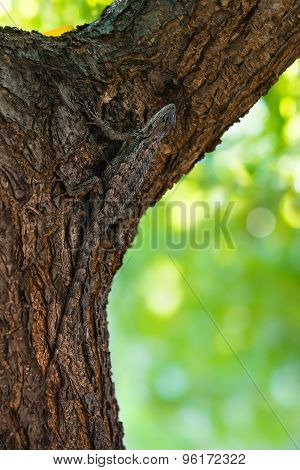 Texas Spiny Lizard (sceloporus Olivaceus) Camouflaged On Tree Bark
