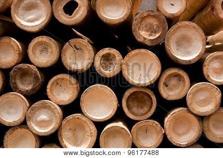Photos tipped bamboo placed, For background.