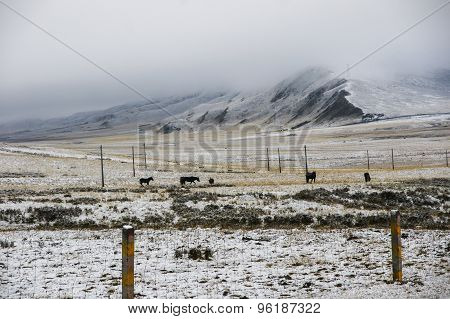 Nuorgai grassland in China