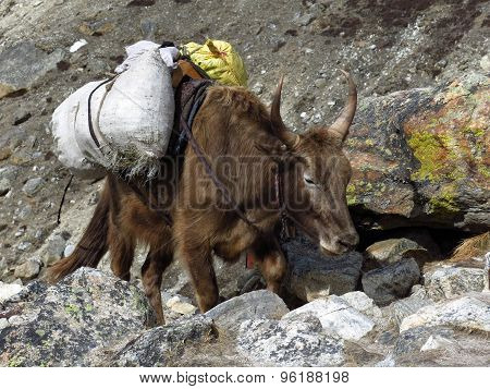 Dzo Carring Goods Towards Everest Base Camp