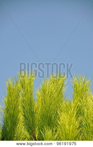 Pine tree
