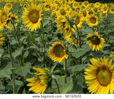 Summer Field Of Bright Sunflowers