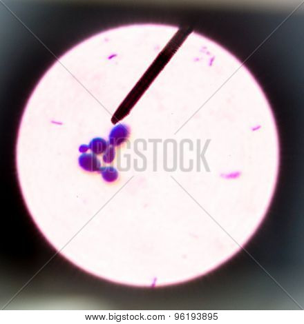 Budding Yeast Cells.