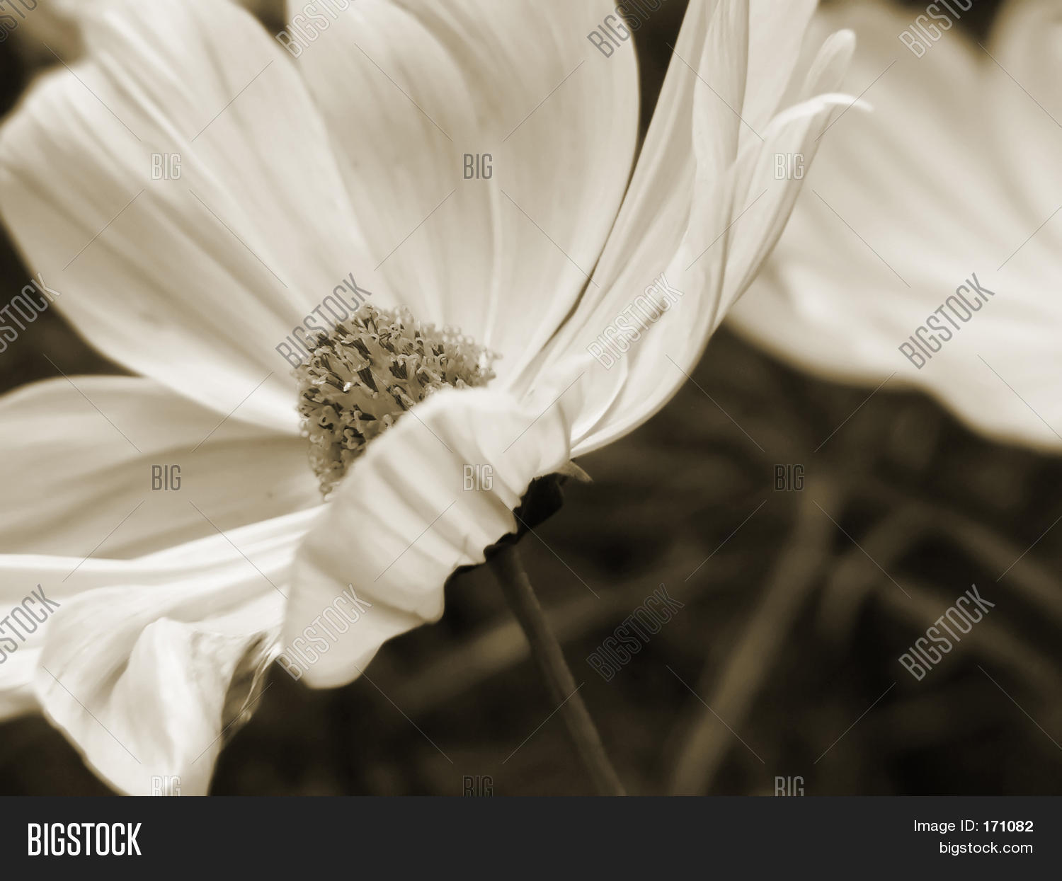 Sepia Flowers Image & Photo | Bigstock