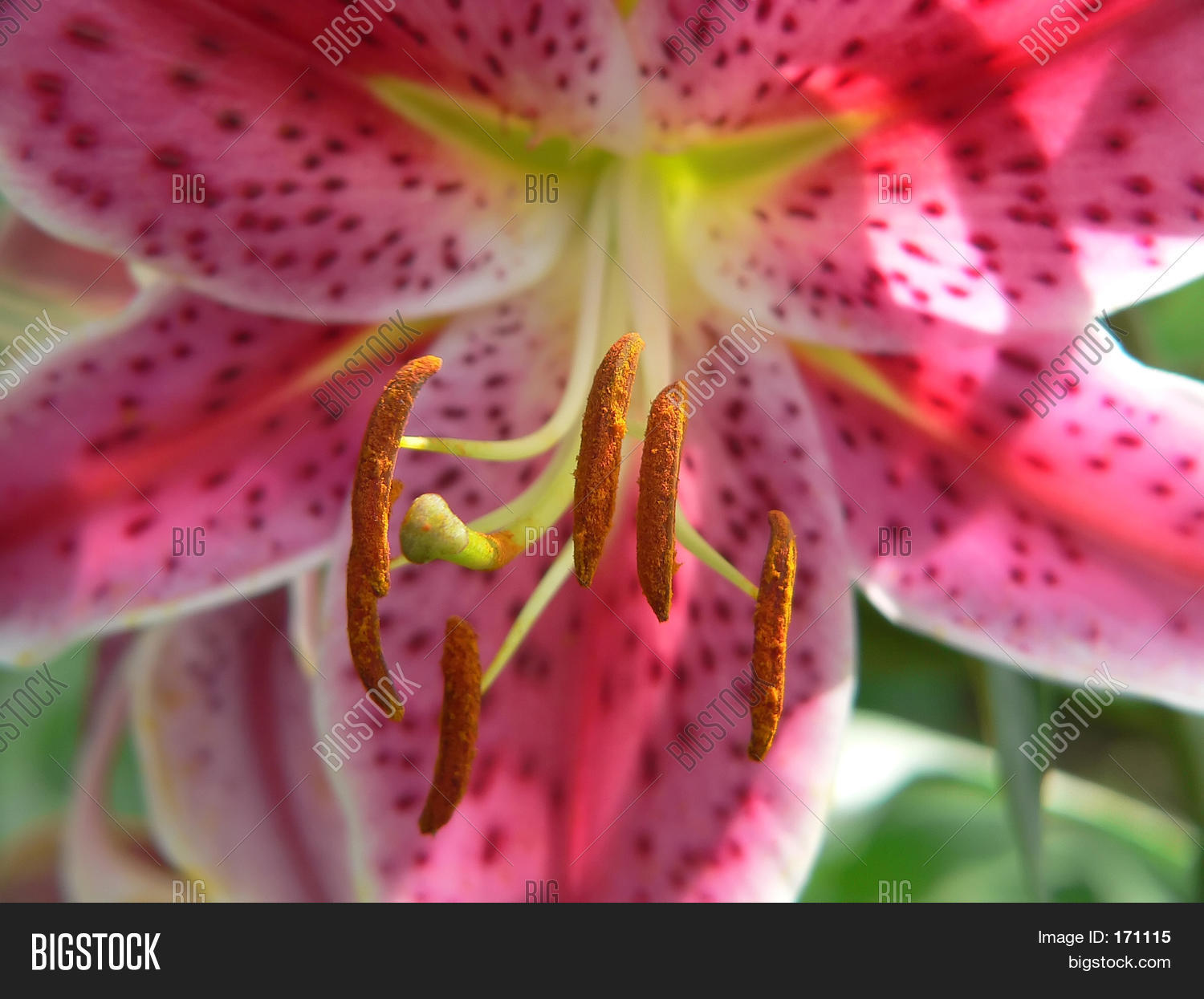 Lily Stamen Closeup Image & Photo (Free Trial) Bigstock
