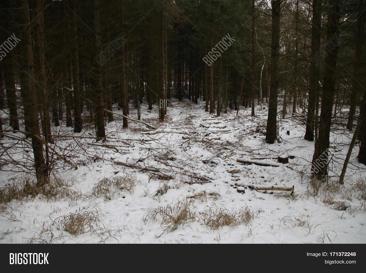 Path Pine Grove Snow Image & Photo (Free Trial) Bigstock