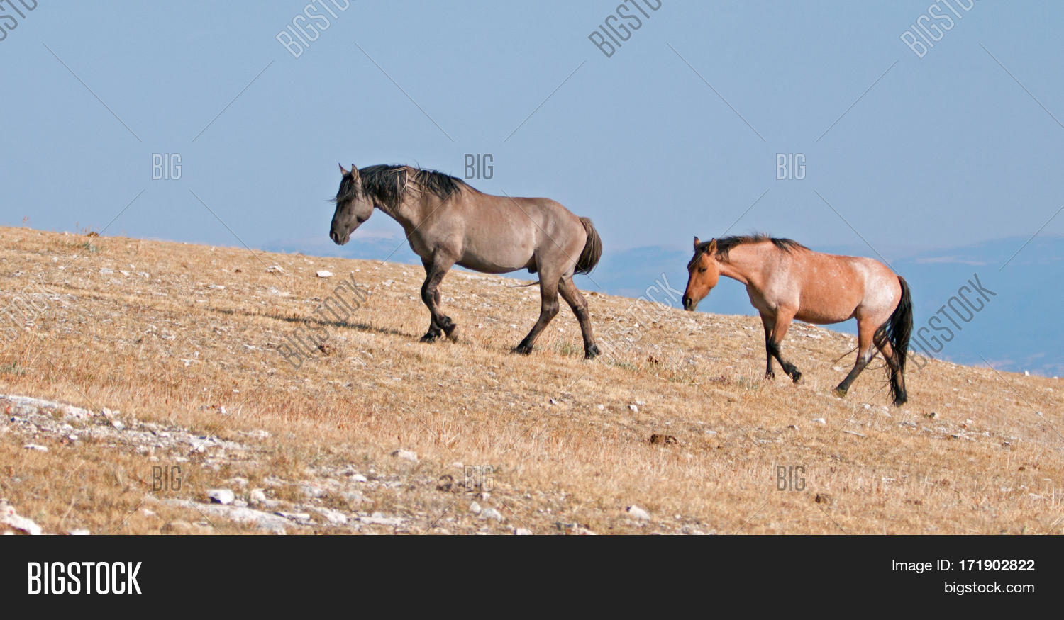 Grullo Stallion Image & Photo (Free Trial) | Bigstock