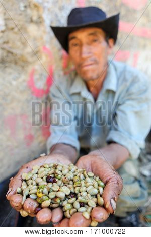 PIURA PERU - JUNE 28: Peruvian guy is showing a handful of coffee beans near the city of Piura region called Jijili. In the north of Peru 2011.