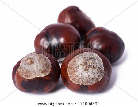 horse chestnut conkers isolated on white background