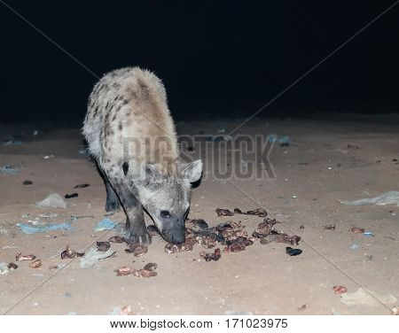 Feeding of spotted hyenas near Harar, Ethiopia
