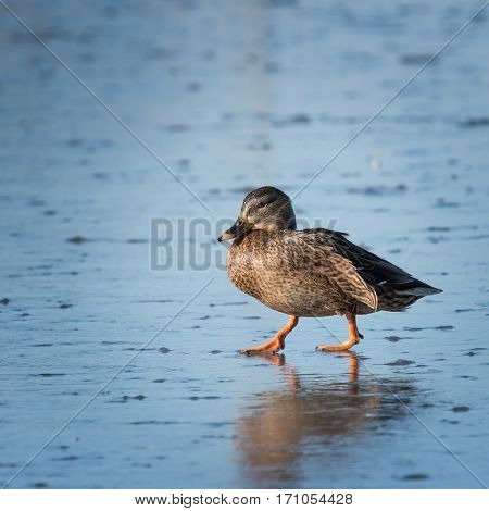 The Small speckled duck walking on ice