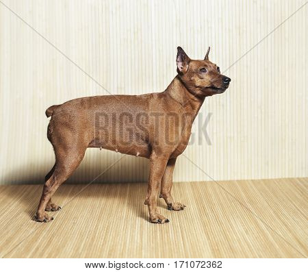 Dog breed zwergpinscher standing on the wooden background view from side.