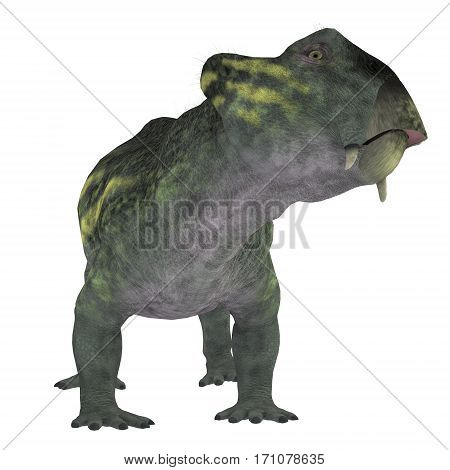 Lystrosaurus Dinosaur on White 3d illustration - Lystrosaurus was a dicynodont therapsid dinosaur that lived in the Permian and Triassic Periods of Antarctica India Africa China Mongolia and Russia.