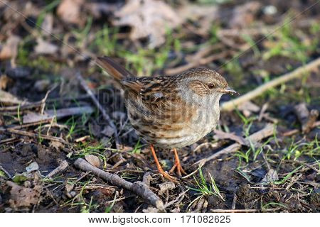 A dunnock or hedge sparrow foraging among soil and twigs
