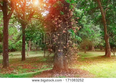 The Bodhi Tree also known as Bo (from the Sinhalese Bo) large and very old Sacred Fig tree (Ficus religiosa) in the old beautiful garden.