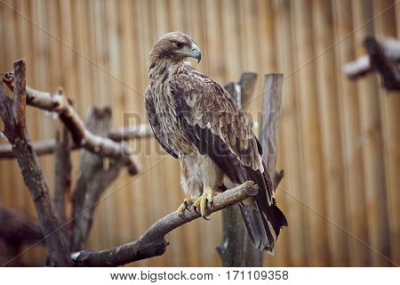 Aquila chrysaetos. Bird, predator, eagle, flying, eagle eye. Nature. wild nature