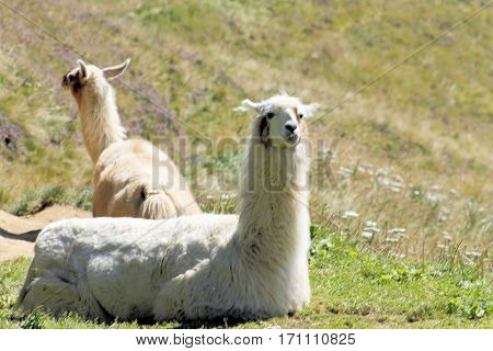 The llama (Lama glama) is a domesticated south american camelid.