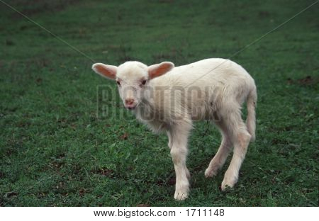 Agnello