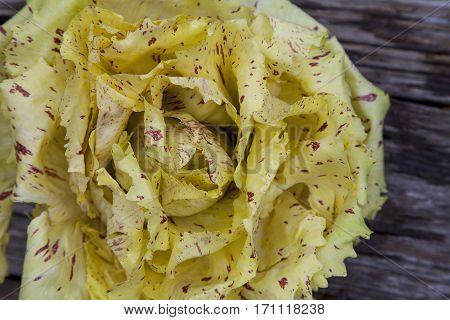 Castelfranco Radicchio Lettuce