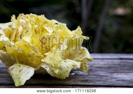 Castelfranco Radicchio Lettuce