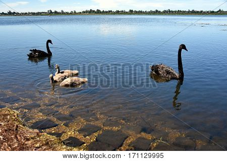 Beautiful black swan family swimming on the lake. The black swan is a large water bird a species of swan which breeds mainly in the southeast and southwest regions of Australia.