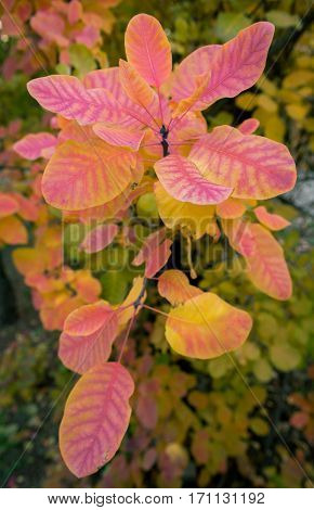 Beautiful red and yellow leaves of smoke bush Cotinus