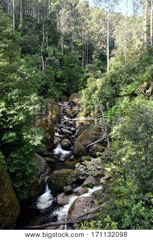 Creek with rocks in the forest. Creek in the Baw Baw National Park in summertime.
