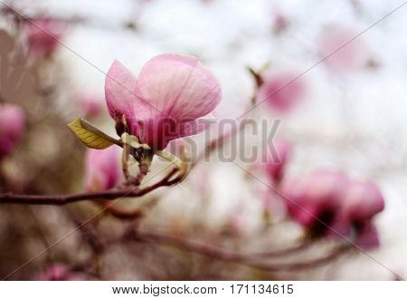 Flowering magnolia in the garden. Magnolia branch
