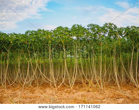 preparing for Cassava (manioc, tapioca or yuca) field planting