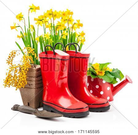 Spring flowers narcissus in basket with branch mimosa red boots and gardening tools for garden work. Isolated on white background
