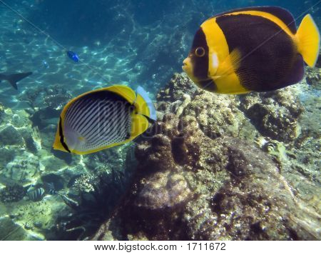 Angelsreef