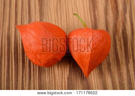 Physalis alkekengi calix or bladder on wood