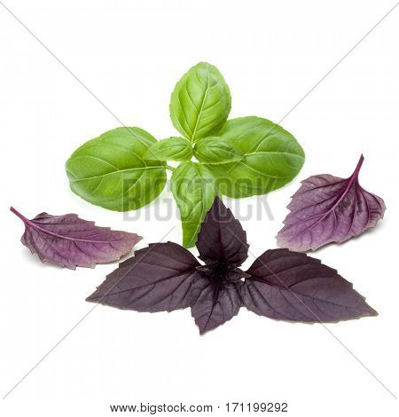 Close up studio shot of fresh green and red basil herb leaves mix isolated on white background. Sweet Genovese basil and Purple Dark Opal Basil.