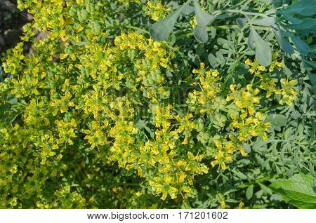 Blooming ruta graveolens in garden. Common rue plant