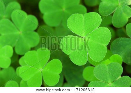 Green  background with three-leaved shamrocks. Shallow depth of field, focus on near leaf.