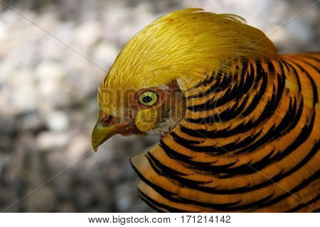 Golden pheasant bird, One golden pheasant walking in the nature with tree background, wild golden pheasant in the nature close up, tropical colorful bird, popular bird in Philippines, Philippines
