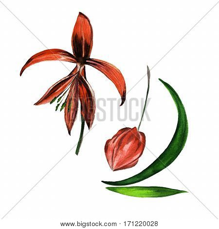 Tropical Hawaii leaves and flowers in a watercolor style isolated. Aquarelle wild flower for background, texture, wrapper pattern, frame or border.
