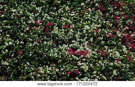 Beautiful red and white Flowers texture background