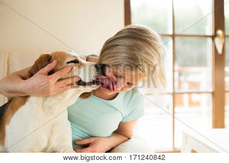Beautiful senior woman with her dog at home relaxing, dog licking her face