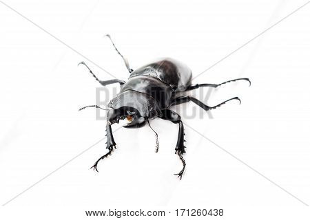 Insect Bug Beetle (dorcus Gracilicornis)