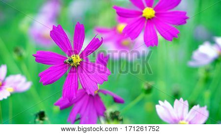 Cosmos flower field. The flowers are produced in a capitulum with a ring of broad ray florets and a center of disc florets.  flower color is very variable between the different species.