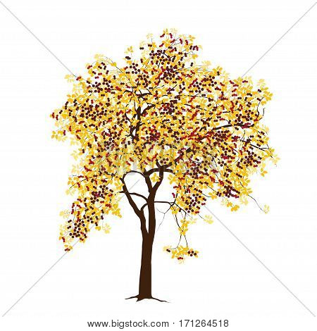 The apple-tree with red apples on a white background