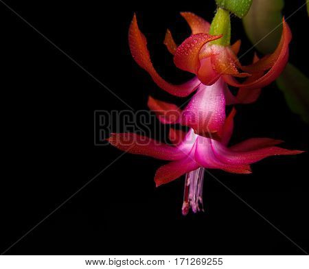 Deep focus of red zygocactus flowers and leaves isolated on a black background