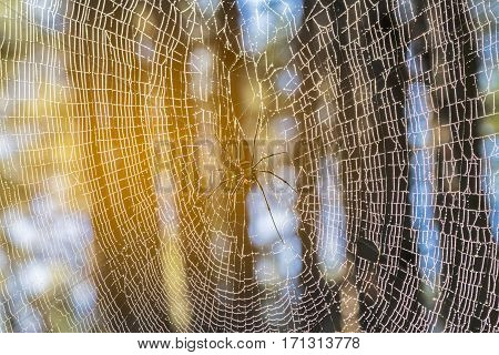Blurry light of dew on a spider web on morning lightselective focus