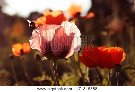 Flight of a Bee around a poppy. Poppy field.